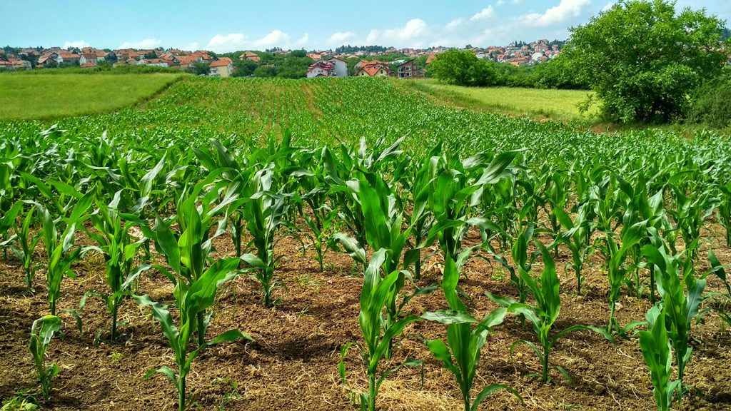 maize plantation