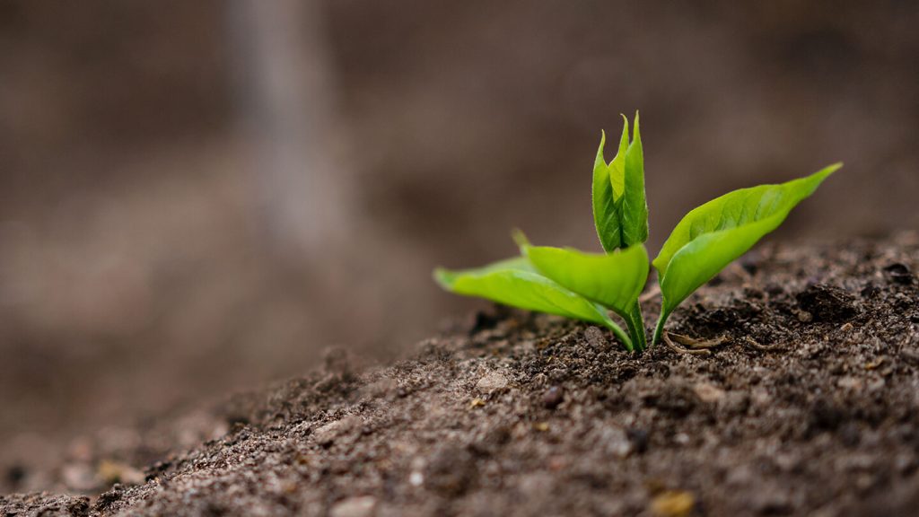 plant