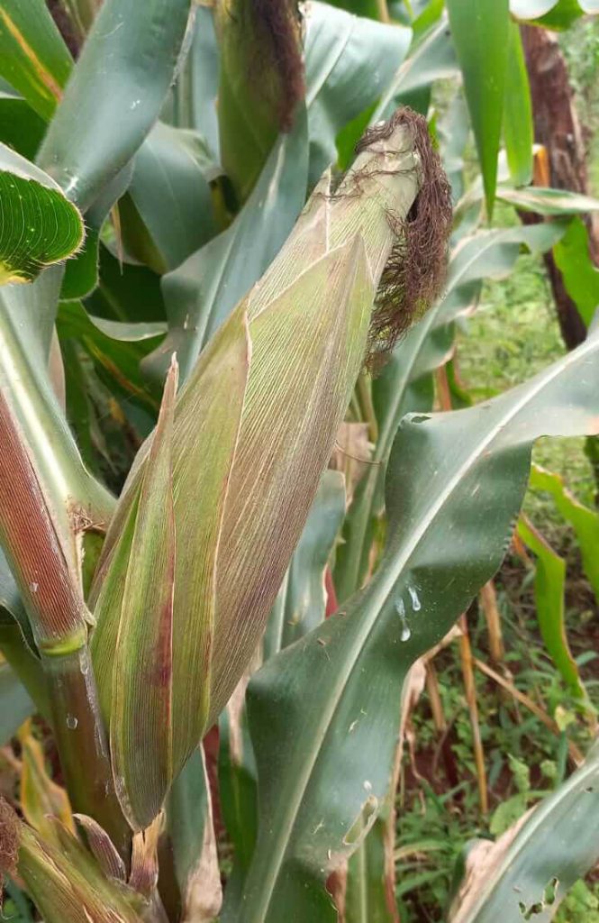 maize